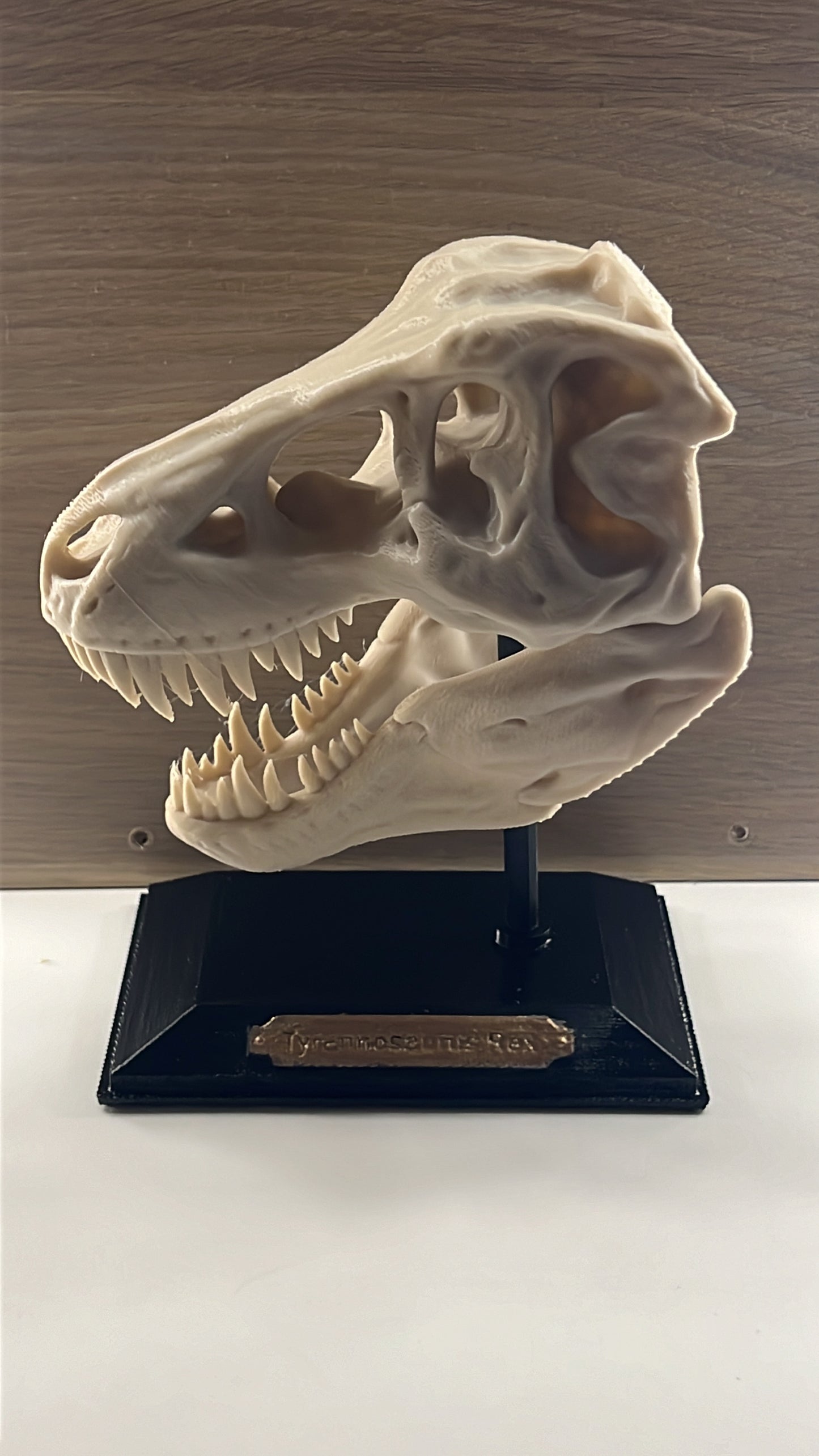 T Rex schedel replica